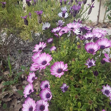 דראגיניאן Villa Manoe מראה חיצוני תמונה