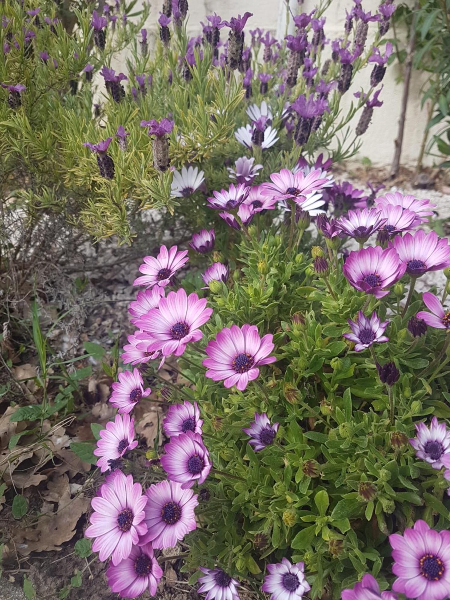 דראגיניאן Villa Manoe מראה חיצוני תמונה